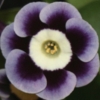 Primula Auricula Blue Yodeller - Abriachan Nurseries